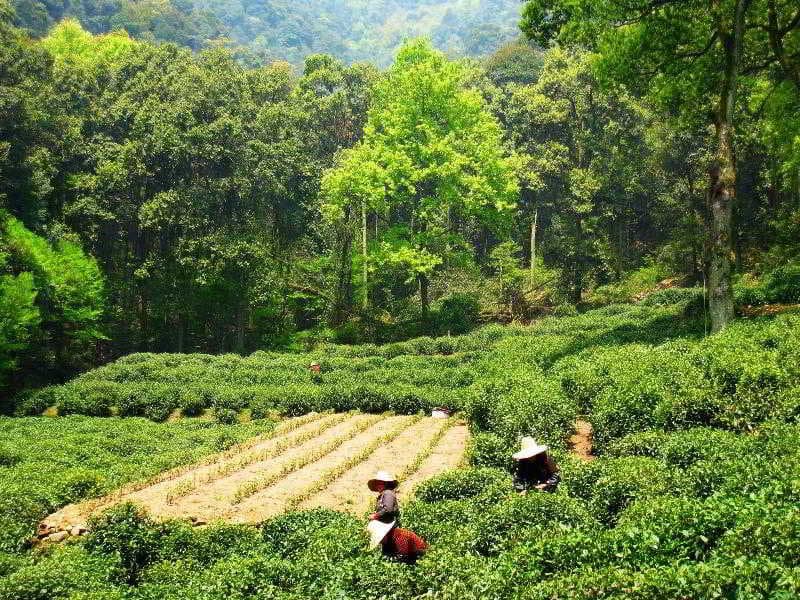 Four Points By Sheraton Hangzhou photo 4